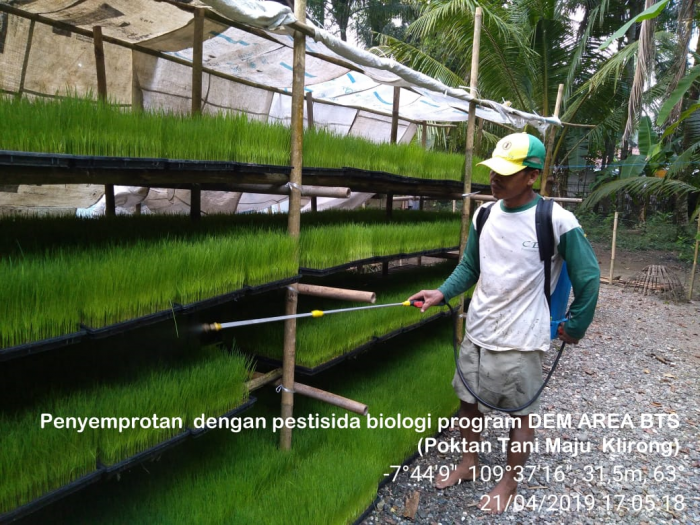 Budidaya Tanaman Sehat Dem Area Poktan Tani Maju Klirong 