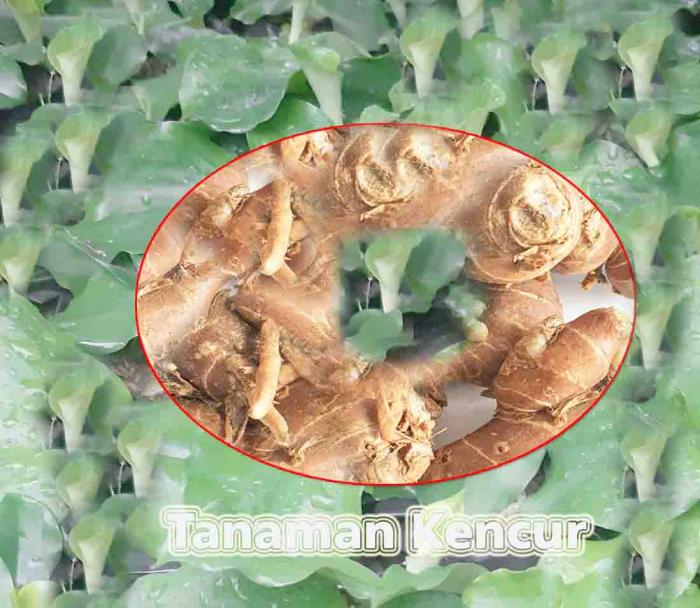 BUDIDAYA TANAMAN KENCUR