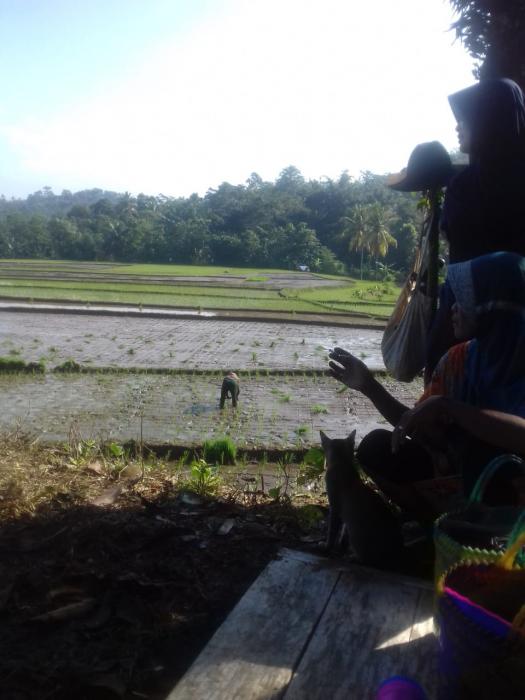 Kegiatan Percepatan Tanam padi sawah bulan Juni 2020 di Kec Rangkasbitung
