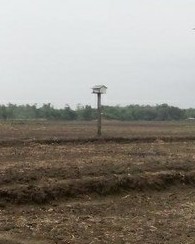 Rubuha  (rumah Burung Hantu)  Ã‚Â 