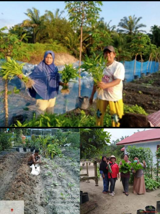 P2L Jadi Solusi kebutuhan Pangan di Kecamatan Pinggir Kabupaten Bengkalis 