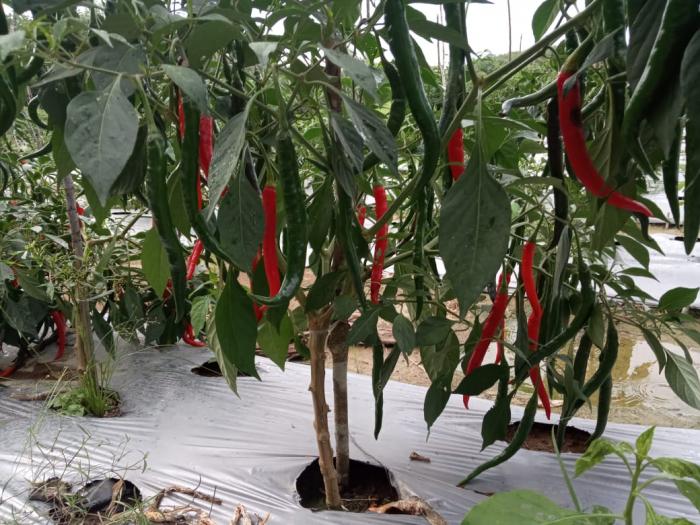Menggeliatnya Minat Petani Bertanam Cabai