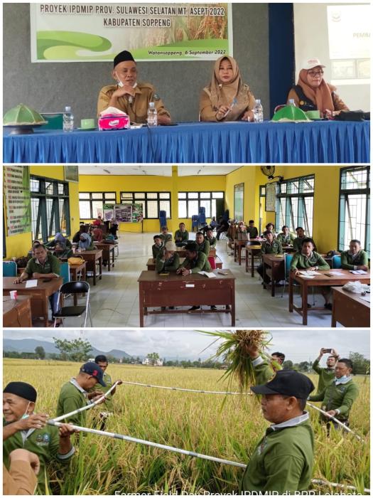 Ffd Demplot Perbanyakan Benih Padi Program IPDMIP di BPP Lalabata