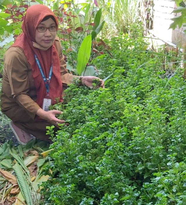 Budidaya Bayam Brazil di Pekarangan