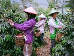 MENGENAL IKLIM, TANAH  DAN  WILAYAH  PRODUKSI UBI KAYU