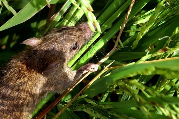 MENGATASI SI PENGERAT PENGGANGGU TANAMAN PADI LADANG