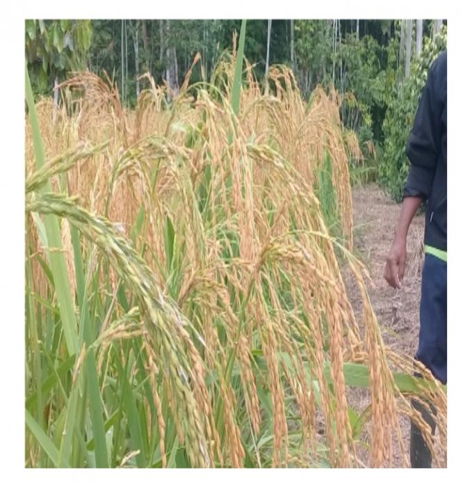 BPP BINTANG ARA KEMBANGKAN PADI LOKAL GENJAH UNTUK GENJOT PRODUKTIVITAS LAHAN KERING