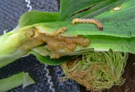 HAMA PENGGEREK BATANG JAGUNG