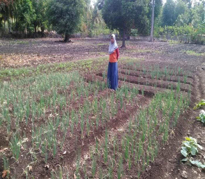WARGA DESA KUTE JAYE KECAMATAN MANDIANGIN MEMANFAATKAN BAWANG DAUN SEBAGAI OBAT KELUARGA
