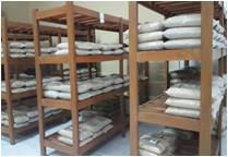 Perlunya Pemahaman Teknik Produksi Benih Padi 