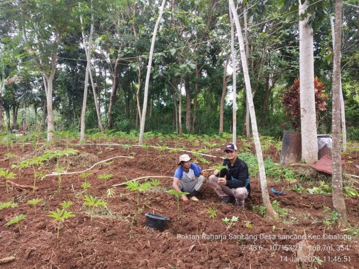 Penanaman Porang Di BPP Cibalong Kabupaten Garut