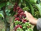 PEMUPUKAN KOPI DAN KAKAO
