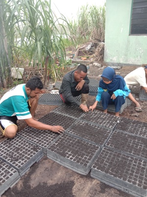 PENYEMAIAN BIBIT MELON