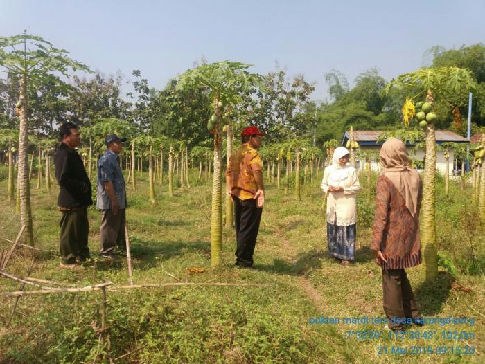 ANTARKNOSA PADA PEPAYA