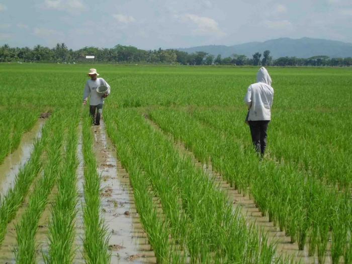 Teknik Pemupukan Tanaman Padi