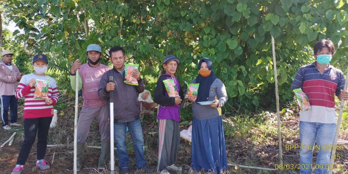 Prospek Jagung Hibrida Di Tulin Onsoi