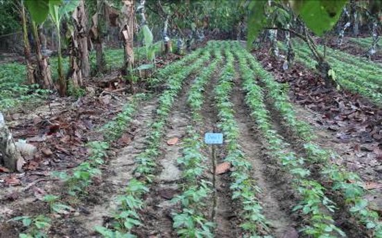 Fungsi Kebun Induk Dalam Perbanyakan Lada