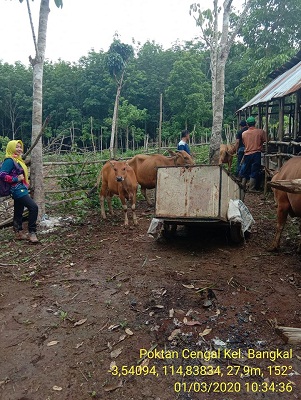Peternak Desa Rejoso Lor Sadar Akan Pemberian Probiotik Meningkatkan Produktivitas Sapi Potong