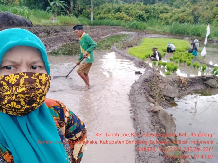 Pemantauan persiapan penanaman Padi di KT. Uluere 1 Kel.Tanah Loe Kec.Gantarangkeke Kab.Bantaeng