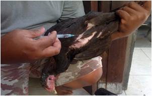 Pembuatan Pakan Sapi dari Pelepah Sawit