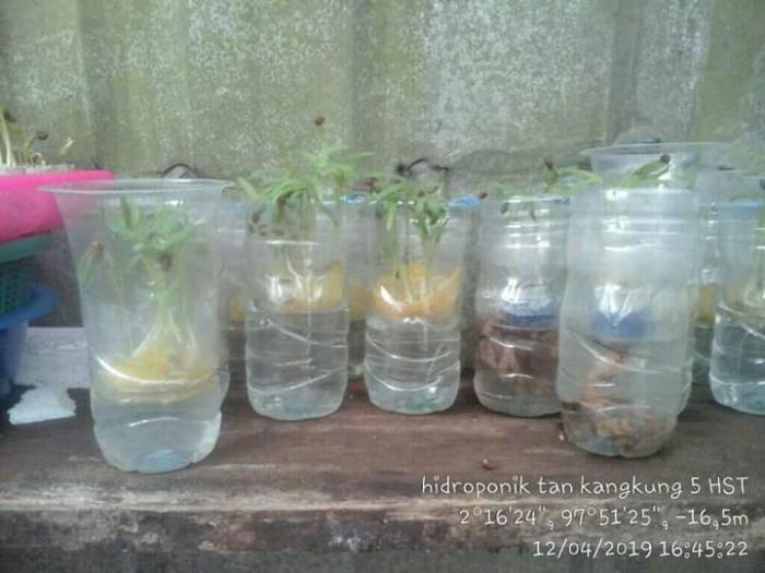 HIDROPONIK DENGAN MENGGUNAKAN BAHAN-BAHAN BEKAS