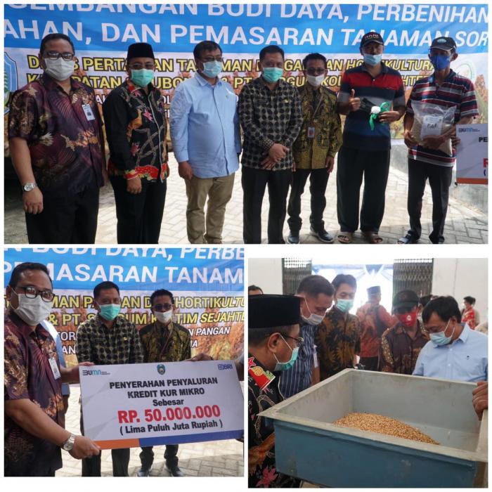 PENANDATANGANAN MOU PENGEMBANGAN BUDIDAYA TANAMAN SHORGUM,PERBENIHAN,PENGOLAHAN DAN PEMASARAN DI KABUPATEN SITUBONDO PROVINSI JAWA TIMUR DENGAN PT.KOLTIM SEJAHTERA