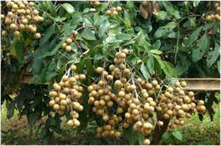 Mengenal Fungsi Green House di BPP