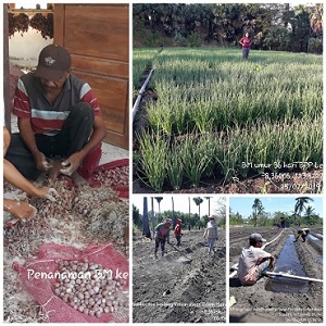  Cara Menanam Bawang Merah 
