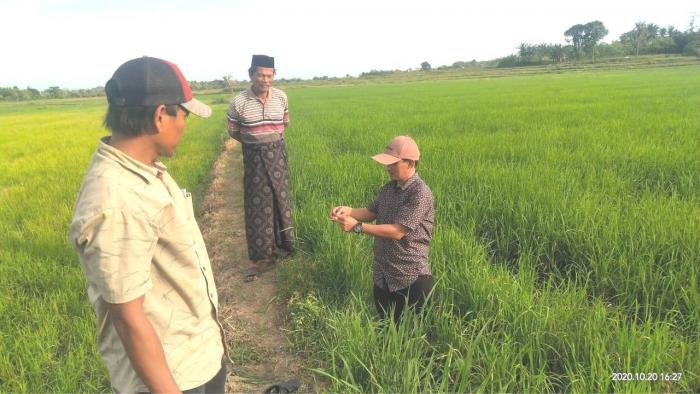 Pengamatan Serangan Hama Penggerek Batang