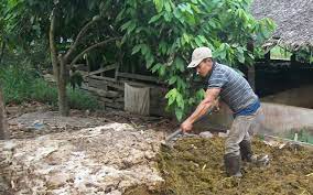Membuat Pupuk Kandang Secara Alami