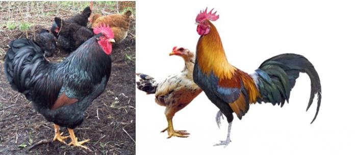Jadwal Vaksinasi Ayam Kampung 