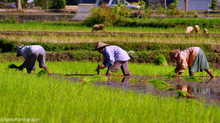 UNIT PENGELOLA BENIH SUMBER (UPBS) BB PADI
