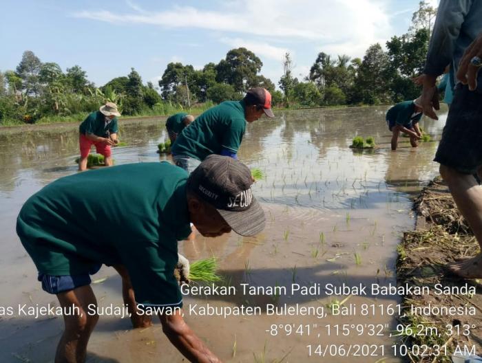 Kegiatan Gerakan Tanam Padi Di Subak Babakan Sanda Desa Sudaji