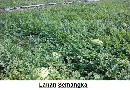 PERLUNYA MEWASPADAI PENYAKIT DARAH (LAYU BAKTERI ) PADA TANAMAN PISANG 