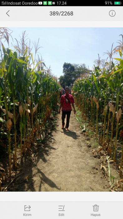 Panen Jagung Hibrida Varietas Bisi 18 