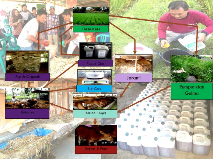 Integrasi Pertanian Bioindustri  Padi Ã¢â‚¬â€œ Ternak Sapi