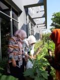 OBOR PANGAN LESTARI (OPAL) SARANA PERCONTOHAN PEMANFAATAN PEKARANGAN  DI HALAMAN KANTOR BPTP LAMPUNG