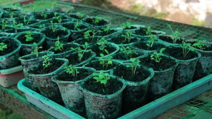 MEMBUAT MEDIA PERSEMAIAN HORTIKULTURA