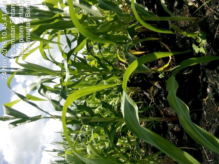 Pemupukan Berimbang Pada Tanaman Jagung