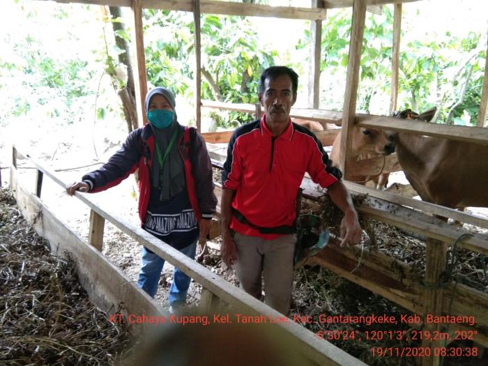 Pemantauan Bantuan Pengembangan Ternak Sapi di KT. Cahaya Kupang, Kel. Tanah Loe, Kec. Gantarangkeke, Kab. Bantaeng
