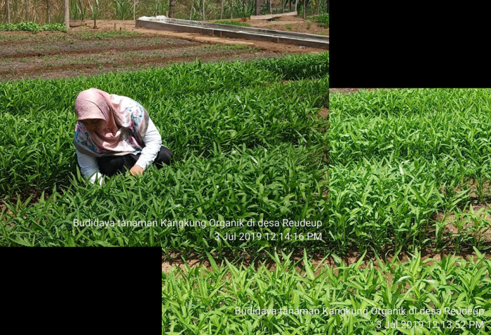 Budidaya Tanaman Kangkung Organik Di Desa Reudeup Aceh Besar